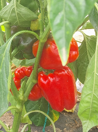 Poivron rouge  (pc)