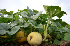 Melonnette (1,2 à 1,4 kg)  (pc)