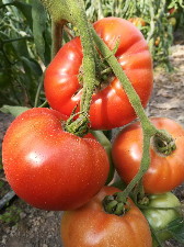 Tomate à COULIS  (kg)