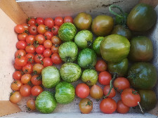 Tomates en mélange : Roma, Olivette, Cappuccino, Green  (kg)