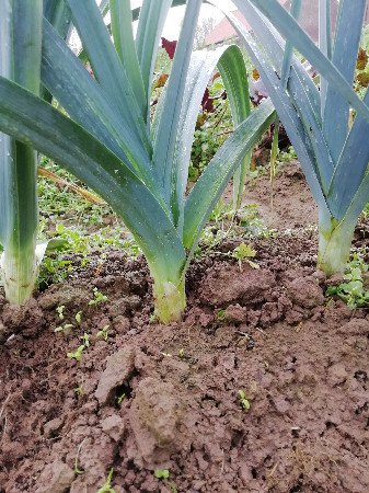 Poireau (500 gr)  (pc)