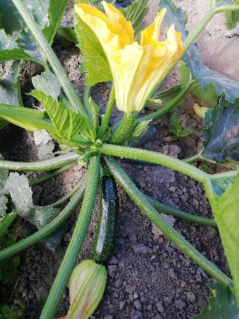 Courgette verte  (kg)