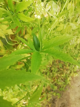 Cyclanthère  (kg)