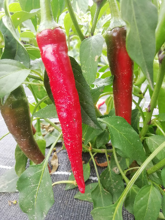 Piment de Cayenne (par 6 pc)  (pc)