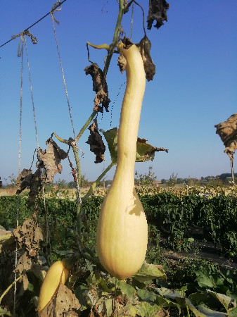 Courge d'Albenga (trompette) 1,80 à 2,00 kg  (pc)