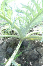 Cardon inerme  (kg)