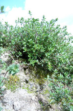 Thym (botte)