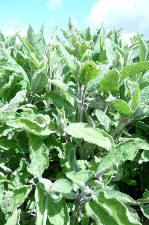 Sauge officinale (botte)