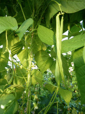 Haricot à rame (250gr)  (pc)