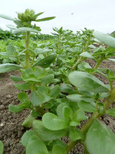 Pourpier d'été (200gr)