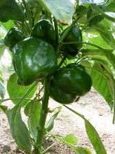 Poivron vert  (pc)