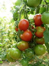 Tomate cerise  (kg)