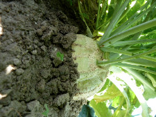 Rutabaga  (pc)