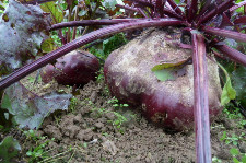 Betterave rouge à jus - gros format  (kg)